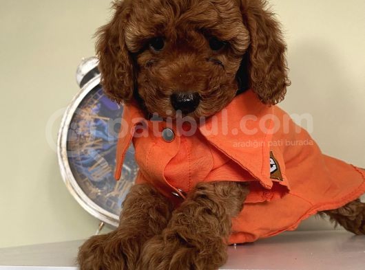 Ev Doğumlu Toypoodle Bebeklerimiz görsel