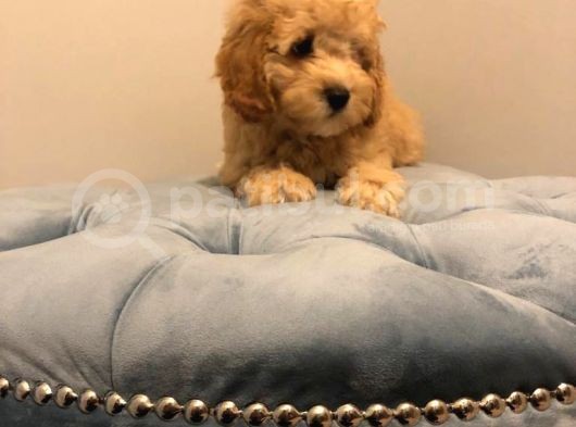 Çoook Sevimli Tea Cup Ve Toy Poodle Bebeklerimiz görsel