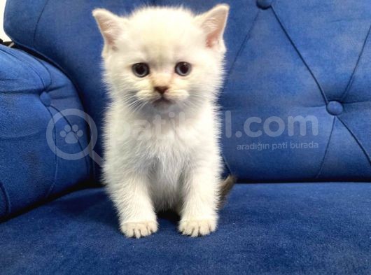 Bebeklerim Ailelerine Gitmeye Hazır görsel