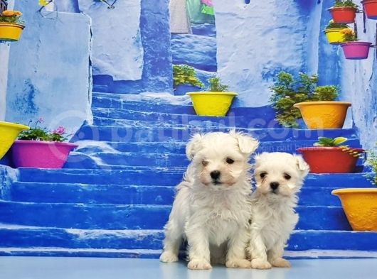 Ruhsatli Üreti̇m Çi̇ftli̇ği̇nden Maltese Terri̇er Yavrular görsel