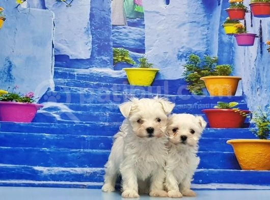 Ruhsatli Üreti̇m Çi̇ftli̇ği̇nden Maltese Terri̇er Yavrular görsel