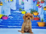 Ruby Cavali̇er Ki̇ng Charles Yavru