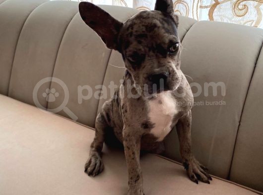 French Bulldog