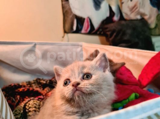 Li̇lac (Leylak) Bri̇ti̇sh Shorthai̇r Yavrularimiz