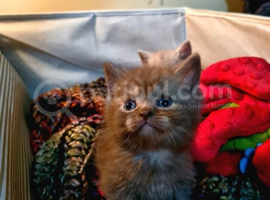 Chocolate Rengi̇nde Bri̇ti̇sh Shorthai̇r Yavrularimiz görsel