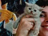 Show Kalitede British Shorthair Yavrularımız