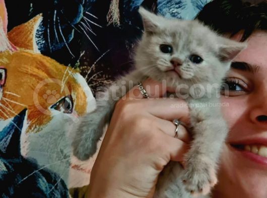 Show Kalitede British Shorthair Yavrularımız görsel