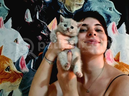 Bri̇ti̇sh Shorthai̇r Yavrularimiz Pet Pasaportlu görsel