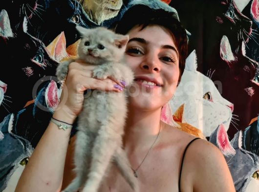 Show Kalitede British Shorthair Yavrularımız