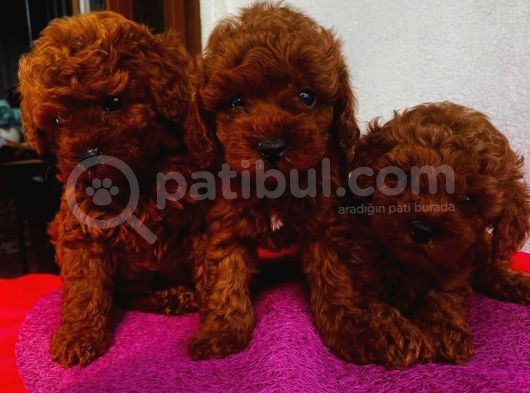 Sağlık Ve Irk Garantili Poodle Yavrularımız