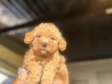 Bebek Surat Di̇şi̇ Sevi̇mli̇ Poodle Yavrumuz