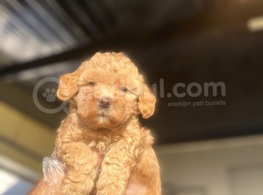 Bebek Surat Di̇şi̇ Sevi̇mli̇ Poodle Yavrumuz