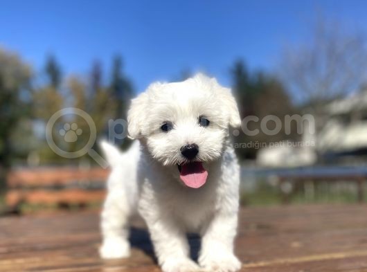 Gerçek Maltese Terri̇er Bebekler görsel