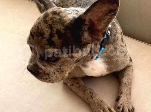French Bulldog görsel