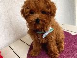 Ev Ortamında Toypoodle Bebekler