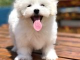 Show Kalite Maltese Terier Bebekler