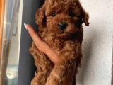 Ev Ortamında Toypoodle Bebekler
