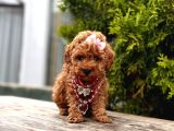 Orjinal Toy Poodle