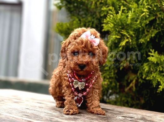 Orjinal Toy Poodle görsel