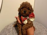 Sağlık Ve Irk Garantili Poodle Yavrularımız