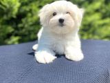 Kar Beyaz Maltese Terri̇er Bebekler