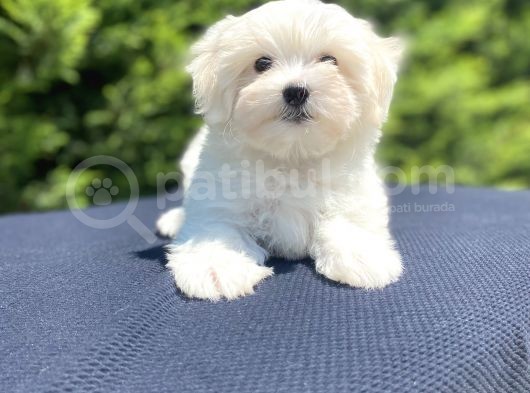 Kar Beyaz Maltese Terri̇er Bebekler görsel