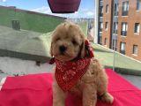 Oyuncu Toypoodle Bebekler