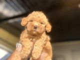 Bebek Surat Di̇şi̇ Sevi̇mli̇ Poodle Yavrumuz