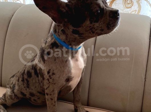 French Bulldog görsel