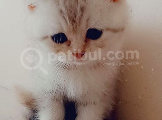 50 Günlük Kızımız Yeni Ailesini Bekliyor görsel