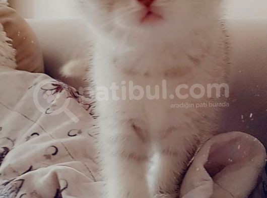 50 Günlük Kızımız Yeni Ailesini Bekliyor görsel