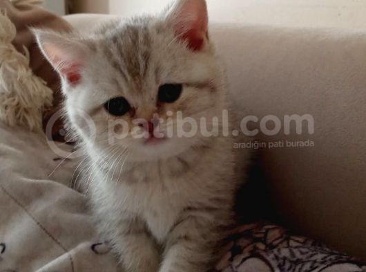 50 Günlük Kızımız Yeni Ailesini Bekliyor görsel