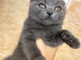 Her Eve Bir Kedi