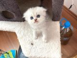 Her Eve Bir Kedi