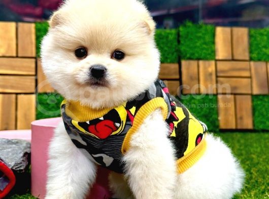 A Kalite 2 Aylık Erkek Pomeranian Boo Yavrumuz görsel