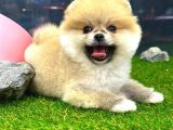 Microchipleri Mevcut Dişi Ve Erkek Pomeranian Boo Yavrularımız