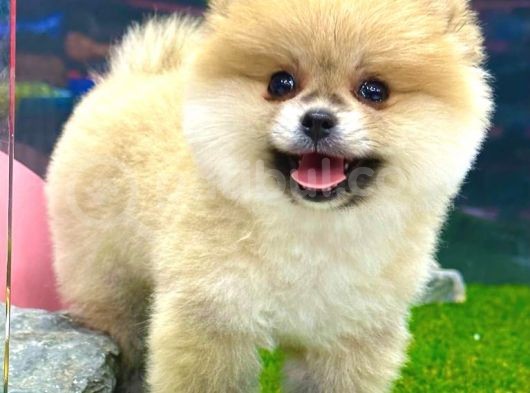 Microchipleri Mevcut Dişi Ve Erkek Pomeranian Boo Yavrularımız