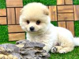 Microchipleri Mevcut Dişi Ve Erkek Pomeranian Boo Yavrularımız