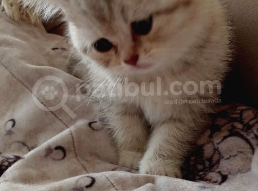 50 Günlük Kızımız Yeni Ailesini Bekliyor görsel