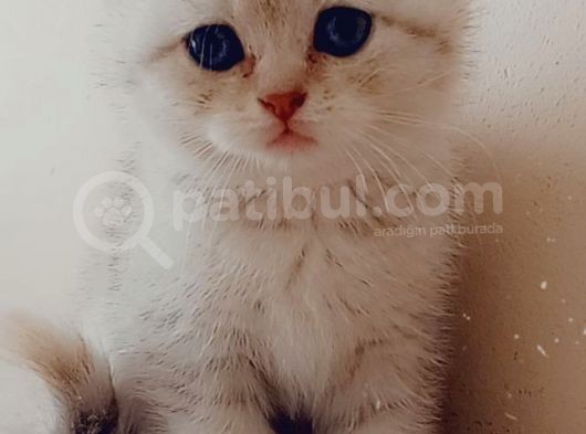 50 Günlük Kızımız Yeni Ailesini Bekliyor