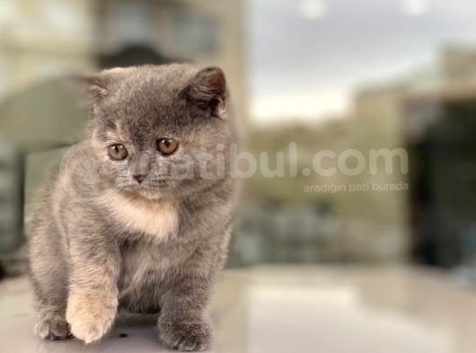 British Shorthair Bebeğimiz
