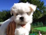 Mini Boy Maltese Yavrular
