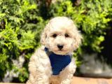 Krem-Beyaz Maltipoo Mini Boyut Yavrular