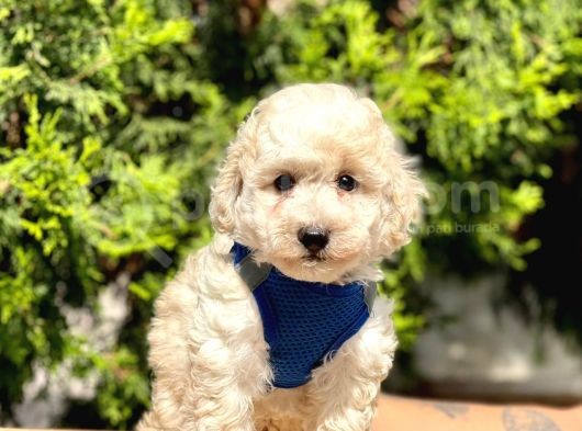 Krem-Beyaz Maltipoo Mini Boyut Yavrular görsel
