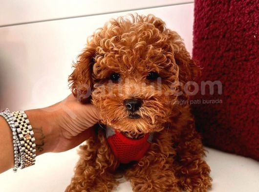 Güzel Yüzlü Red Toy Poodle Yavrular görsel