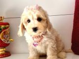 Dizayn Irk Sevimli Maltipoo Yavrular