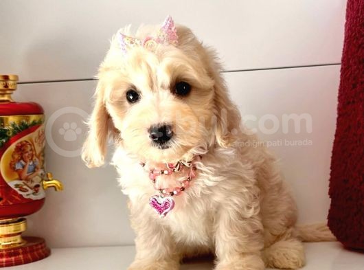 Dizayn Irk Sevimli Maltipoo Yavrular görsel