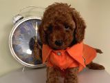 Kıvır Kıvır Toypoodle Bebekler