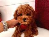 Safkan Toy Poodle Yavrular