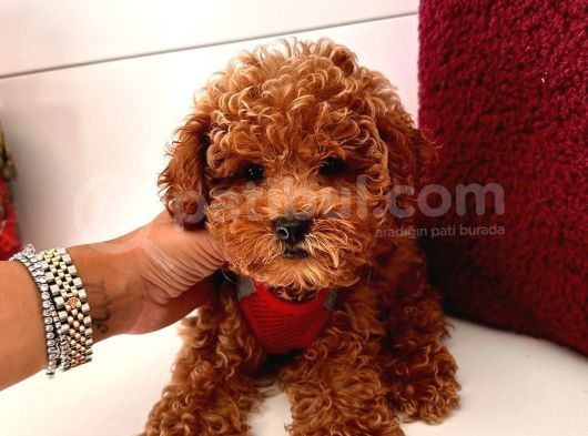 Safkan Toy Poodle Yavrular görsel